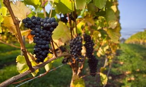 tasmanian wine testing services